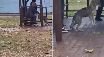 Adana'da kaydedilen görüntü 'Yok artık' dedirtti