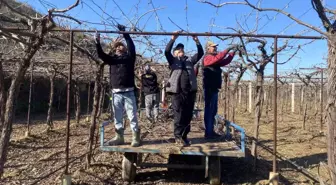 Alaşehir'de yağmur ve kar çiftçiye umut oldu