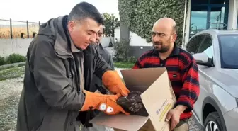 Çanakkale'de yaralı şahin tedavi altına alındı