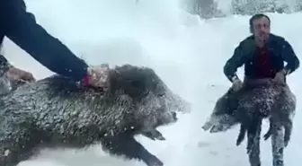 Eliyle domuz yakalayan vatandaşa ceza