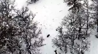 Bolu'da Karla Kaplı Ormanda 2 Karaca Dron ile Görüntülendi