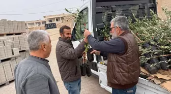 Mardin'de 800 zeytin fidanı dağıtıldı