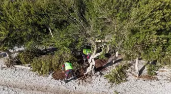 Muğla'da lodosla devrilen sakız ağacı tekrar yerine dikildi