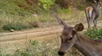 Ormanda otlayan kızılgeyikler fotokapanla görüntülendi