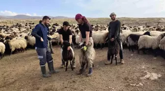 Şırnak'ta hayvancılığa 2025'te güçlü dokunuş