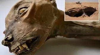 Suudi Arabistan'da bir mağarada 7 mumyalanmış çita bulundu