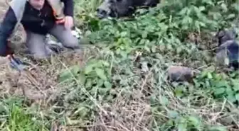 Vurulan domuz avcılara saldırdı; o anlar kamerada