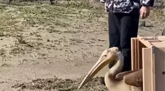 Yaralı Ak Pelikan Bursa'da Doğal Yaşam Alanına Salındı