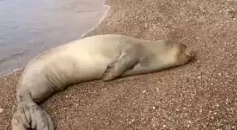 Yunanistan'dan kaçıp geldiği Antalya sahilinde dinlenen Akdeniz foku, mavi sularla buluşturuldu