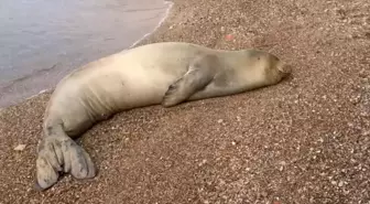 Yunanistan'dan kaçıp geldiği Antalya sahilinde dinlenen Akdeniz foku, mavi sularla buluşturuldu