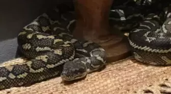 Gece yarısı üzerinde 2,5 metrelik pitonla uyandı