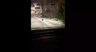 Bursa'da gece yarısı tilki, ağzında kediyle sokakta görüntülendi