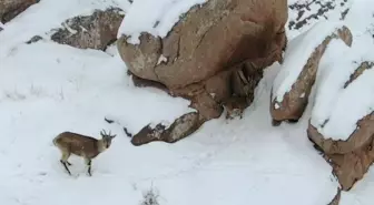 Karla kaplı kayalıklarda dolaşan dağ keçileri kamerada