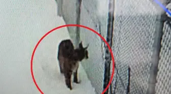 Kayseri'de mahsur kalan vaşak kurtarıldı