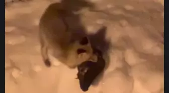 Kümese giren tilkinin tavuğu alıp götürdüğü anlar kamerada