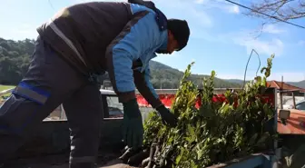 Muğla'da üreticilere 31 bin defne fidanı dağıtıldı