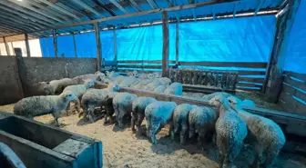 Sinop'ta genç girişimcilerin küçükbaş hayvancılık işletmesine ziyaret