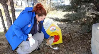 Sokak kedileri unutulmadı