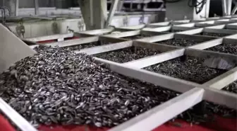 Tek Bir Çekirdekten Ortak Büyümeye: Çin Ayçiçeği Çeşitleri Türkiye'de Kök Saldı