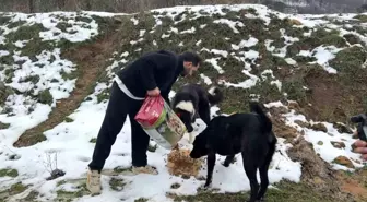 Uludağ'da aç kalan köpeklerin imdadına hayvanseverler yetişti