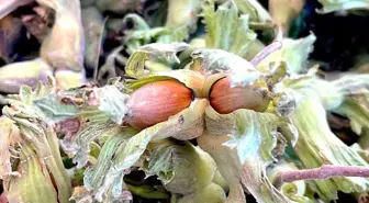 Uludağ'ın fındığı destek bekliyor