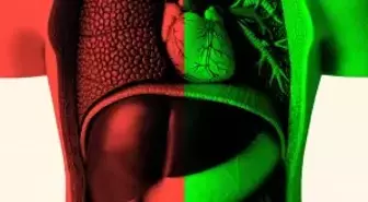 Bağırsak sağlığı yaşlanmayı nasıl etkiliyor, doktorlar ne tavsiye ediyor?