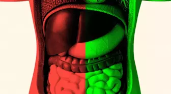 Bağırsak sağlığı yaşlanmayı nasıl etkiliyor, doktorlar ne tavsiye ediyor?