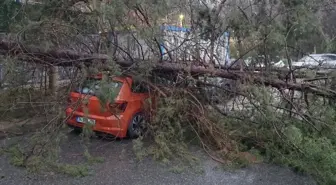 Kadıköy'de Çam Ağacı Otomobilin Üzerine Devrildi