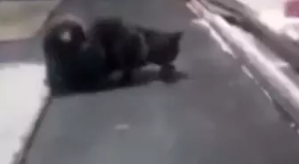 Kedi, fırın tezgahının üzerinde fareyle oynadı