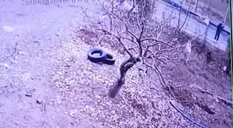 Kendisine doğru koşan köpeği tüfekle vurup öldürdü