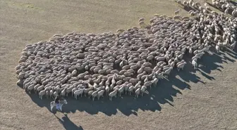 Malya Tarım İşletmesi yerli ırk koyun yetiştirerek hayvancılığa destek veriyor