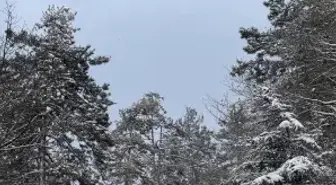 Sakarya ve çevre illerde kar etkili oldu