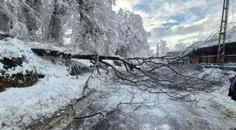 Sinop'ta kara yolunda ağaç devrildi