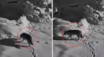 Aç kalan kurt mezraya indi