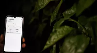 Antalya'da üreticiler dijital tarım uygulamasıyla seralarını telefondan izleyebiliyor