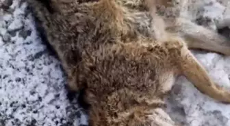 Aracın çarptığı kurt telef oldu