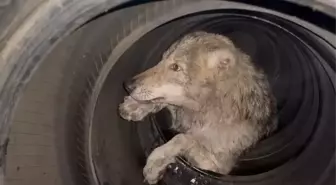 Bingöl'de lastikçiye giren kurt yakalandı