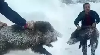 Eliyle domuz yakalayıp ceza yiyen vatandaşa güzel haber