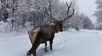 Karla kaplı yaylada yürüyen geyik dron kamerasında