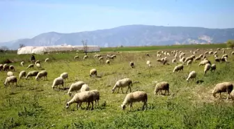 Söke'de yetiştiricilere destekleme icmali uyarısı