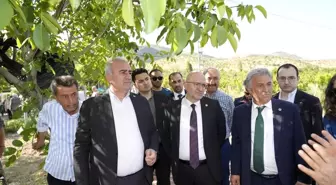 Trabzon hurması, dut ve incire destek ödemesi başladı