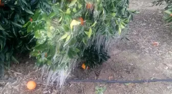 Adana'da portakal ağaçları buz tuttu