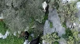 AFAD'dan keçi kurtarma operasyonu