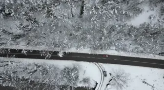 'Ağaç tünel yol'da, kar yağışı sonrası ortaya çıkan manzara görüntülendi