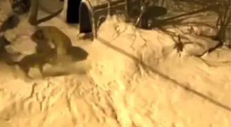 Artvin'de cesur bekçi köpeği 6 kurda meydan okudu