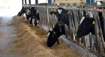 Aydın hayvancılıkta Türkiye zirvesinde