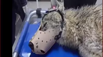 Bitlis'te yol kenarında yaralı halde bulunan kurt, tedaviye alındı