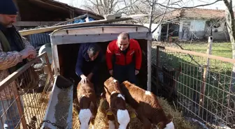 Edirneli besiciler üçüz buzağı sevinci yaşıyor