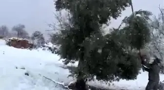 Kar ağırlığına dayanamayan ağaçlar zarar gördü
