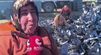 Lahana tarlasında çalışan işçinin sözleri yürekleri dağladı